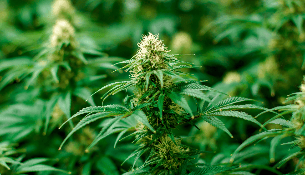 grüne Cannabis Pflanze 